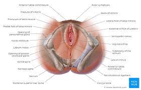 The mons pubis is a rounded mound of fatty tissue that covers the pubic bone. External Female Genitalia Anatomy And Blood Supply Kenhub