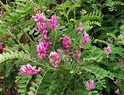 Image result for Indigofera adenoides