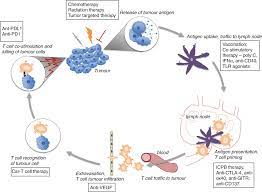 Finally, studies using b‐cell knockout mice showed that successful treatment of established tumors required the presence of b cells. The Future Of Mesothelioma Research Basic Science Research Springerlink