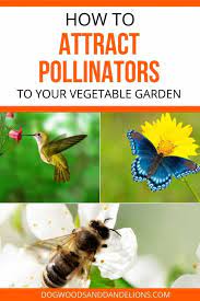 Bee balm (monarda) is a hardy and attractive perennial that attracts bees. How To Attract Pollinators To Your Garden Dogwoods Dandelions