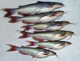 How do big do channel catfish get? Genetic Response To Selection In Channel Catfish Global Aquaculture Advocate
