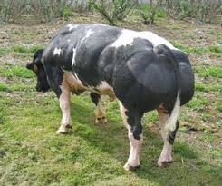 Pin By Kitty Broyhill On Cattle Belgian Blue Cattle Farm Cow Cattle Farming