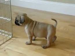 Frenchie pug or frug is a unique mix of french bulldog and pug. Introducing Charlie French Bulldog Pug Mix 8 Weeks Old Youtube