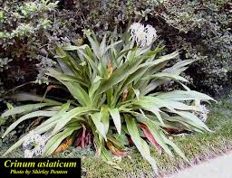 Image result for Crinum aurantiacum