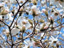 This 1,044 square foot townhouse sits on a 1,809 square foot lot and features 9138 bramble bush ct is near community square / kid zone, duvall park and gaithersburg latitude observatory. How To Propagate A Chinese Magnolia Tree Magnolia Trees Magnolia Japanese Magnolia