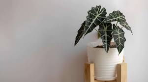 Image result for Allocassine