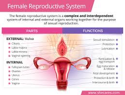 Choose from 500 different sets of flashcards about female parts on quizlet. Female Reproductive System Parts Functions Shecares