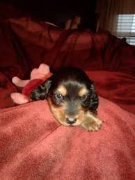 (2300 steele st, denver, co 80205, usa) hide this posting restore restore this posting. View Ad Dachshund Litter Of Puppies For Sale Near Colorado Denver Usa Adn 26930