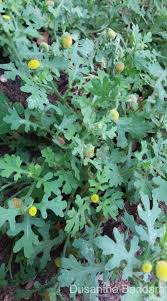 Image result for Grangea anthemoides