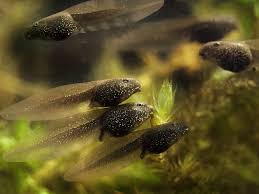 What am i doing wrong? Rearing Tadpoles Sussex Wildlife Trust