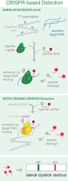 Overcoming The Bottleneck To Widespread Testing: A Rapid Review Of Nucleic  Acid Testing Approaches For COVID-19 Detection