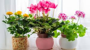 İç mekan süs bitkileri, evde bitki yetiştirmek ya da bitkileri dekorasyonun bir parçası olarak kullanmak isteyenler için idealdir. Ic Mekan Sus Bitkileri Yetistiriciligi Yetistirici Rehberi