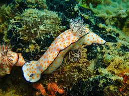 Image result for Clutia pulchella