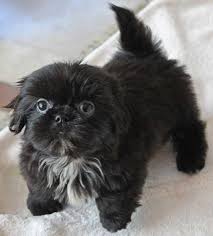 Adopt toulouse a poodle, shih tzu poodle · naples, fl toulouse is a 13 lbs 10 year old male poodle/shih tzu mix who is up to date with shots, neutered and heart worm negative. Shih Tzu Puppy Heavenly Puppies