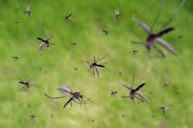 I've heard origin pest control is good, but their package is. Mosquito S Nighttime Buzzing Keeping Him Awake And On Alert
