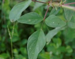 Image result for Desmodium tortuosum