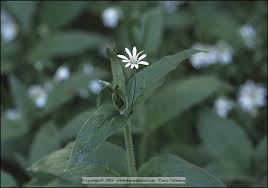 Image result for Stellaria sennii