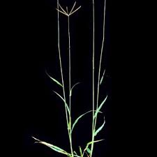 Image result for Dactyloctenium geminatum