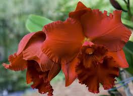 Your email address will not be published. Pin On Orchid Flowers 1