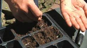 For best results, seeds stored over winter should be used during the next growing season. How To Propagate Marigold Seeds Planting Gardening Vegetables Youtube
