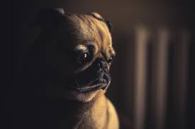 5 Videos That True Dog Lovers Need To Watch During Crufts
