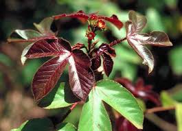 Image result for Jatropha gossypiifolia