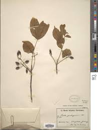 Image result for Zanha golungensis