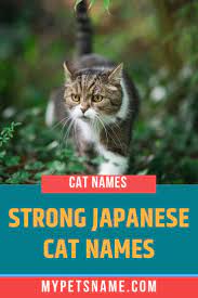Strong Japanese Cat Names Japanese Cat Cat Names Boy Cat Names
