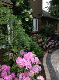 Patio Garden Climbing Hydrangea And Rhododendrons Climbing Hydrangea Northwest Garden Patio Garden