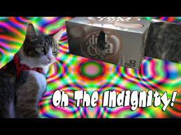 Cat Falls Down Stairs Cat Catplaying Funnycat Cutecat Cats Funnyanimals Youtube Vlogs Dailyvlog Cats Falling Down Stairs Cat Playing