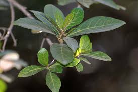 Image result for Rothmannia globosa