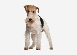 Airedale puppies for sale uk. Europetnet Airedale Terrier