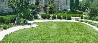 It is widely grown in florida and other warm season states. Yard Fungus Identification Treatment And Prevention Abc Blog