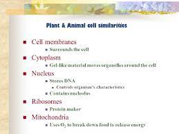 Animal cells have chloroplasts true or false. True False Plant And Animal Cells Are The Same Ppt Video Online Download