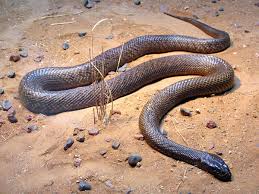 Like all other squamates, snakes are ectothermic, amniote vertebrates covered in overlapping scales. Inland Taipan Wikipedia