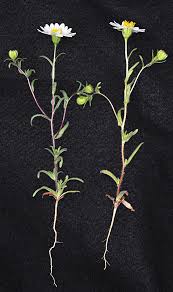 Image result for Asystasia glandulosa