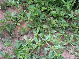 Image result for Glinus