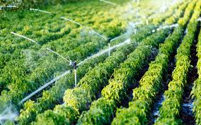 7 Best Drip Irrigation System For Vegetable Garden On 2021