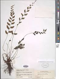 Image result for Asplenium diplazisorum