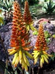 Image result for Aloe cryptopoda