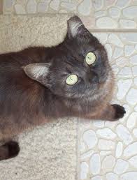 If you see something that looks like coffee grounds or flecks of black dirt in the ear, this is a sign of a. Ear Tipping Feral Cats Love Meow