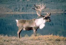 Wku Anth 336 Arctic Subarctic Environment Arctic Animals Caribou Hunting Animal Facts