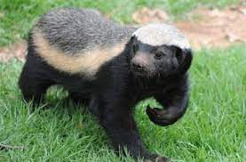bal porsugu honey badger porsuk hayvanlar