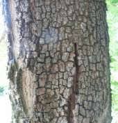 Image result for Ekebergia capensis