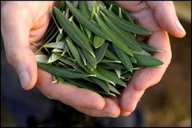 Maybe you would like to learn more about one of these? Zaitun Pohon Palestina Yang Banyak Manfaatnya Eramuslim