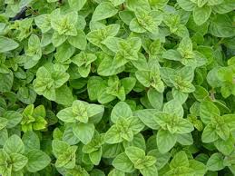 Image result for Ocimum minutiflorum