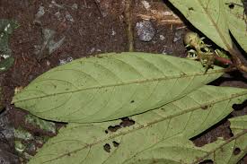 Image result for Gaertnera