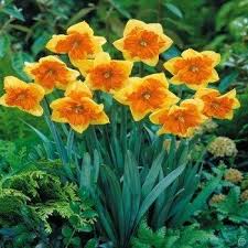 Daffodil Mondragon Bulb Flowers Deer Resistant Garden Daffodils