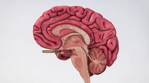 Our brain gives us awareness of ourselves and of our environment, processing a constant stream of sensory data. Anatomy Of The Brain Johns Hopkins Medicine