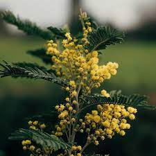 In Italy Women S Day Is Celebrated By Gifting Mimosa Flowers To The Mothers Sisters Friends Or Partners In Your Life There Is Also A Delicious Mimosa Cak